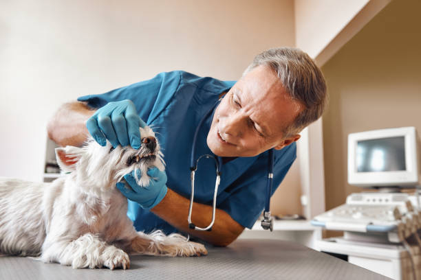 Best After-Hours Dental Trauma Care in Frankenmuth, MI